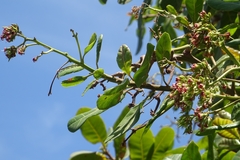 Anacardium occidentale