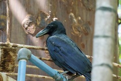 Corvus macrorhynchos