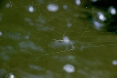 Araneidae
