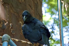 Corvus macrorhynchos