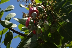 Anacardium occidentale