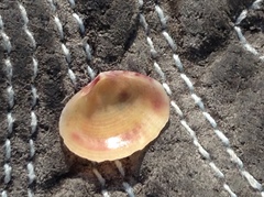 Semele bellastriata