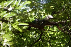 Callosciurus finlaysonii
