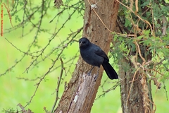 Laniarius funebris
