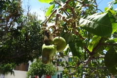 Anacardium occidentale