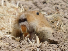 Cratogeomys castanops