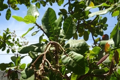 Anacardium occidentale