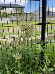 Rumex