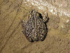 Anaxyrus boreas boreas