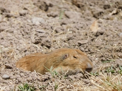 Cratogeomys castanops