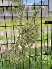 Rumex