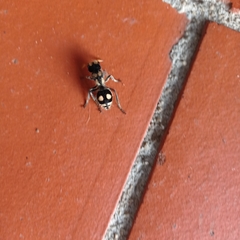 Hoplomutilla insignis