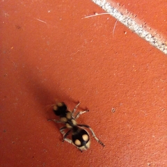 Hoplomutilla insignis