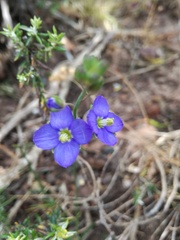 Heliophila linearis linearifolia