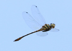 Pentathemis membranulata