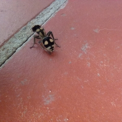 Hoplomutilla insignis