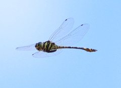 Pentathemis membranulata