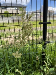 Rumex