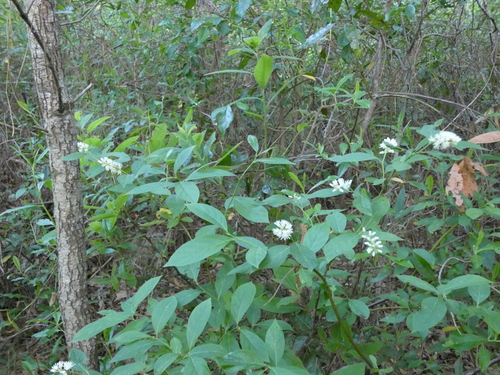 Itea virginica