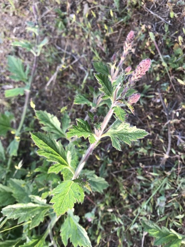 iNaturalist observation photo of western vervain