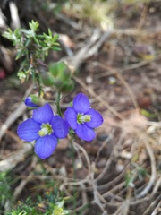 Heliophila linearis linearifolia