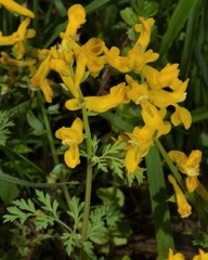 Corydalis crystallina