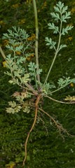 Corydalis crystallina