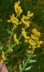 Corydalis crystallina