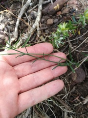 Heliophila linearis linearifolia