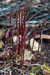 Pyrola aphylla