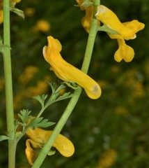 Corydalis crystallina
