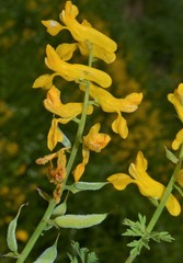 Corydalis crystallina