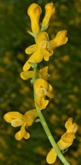 Corydalis crystallina