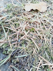 Cypherotylus californicus