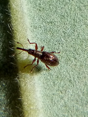 Neocyba metrosideros