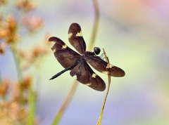 Rhyothemis princeps