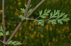 Corydalis crystallina