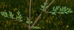 Corydalis crystallina