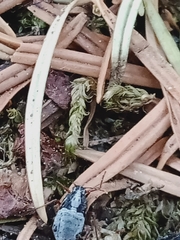 Cypherotylus californicus