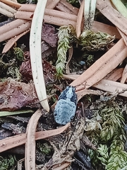Cypherotylus californicus