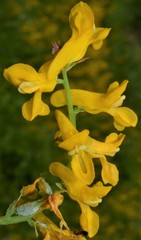 Corydalis crystallina