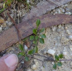 Viola cleistogamoides