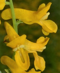 Corydalis crystallina