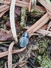 Cypherotylus californicus