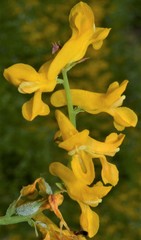 Corydalis crystallina