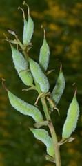 Corydalis crystallina