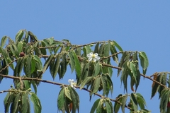 Muntingia calabura