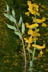 Corydalis crystallina