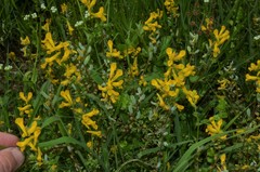 Corydalis crystallina