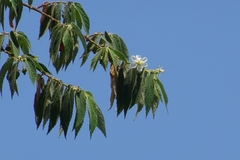 Muntingia calabura